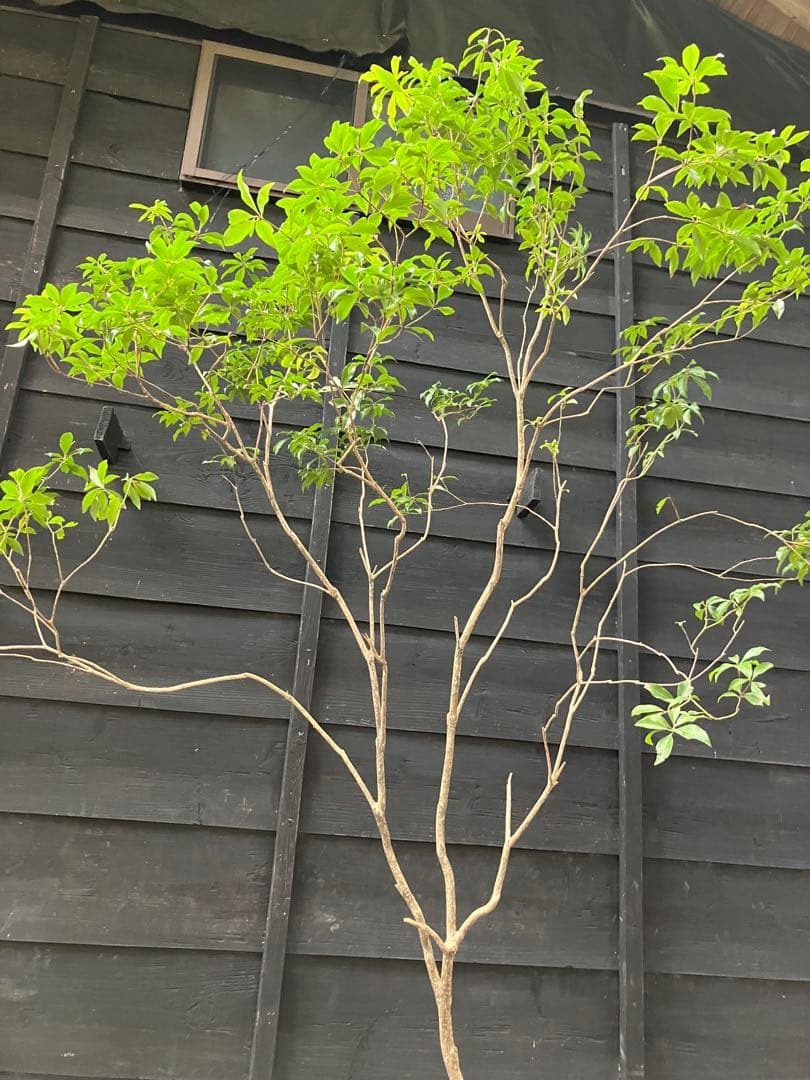 51 山採り　アセビ