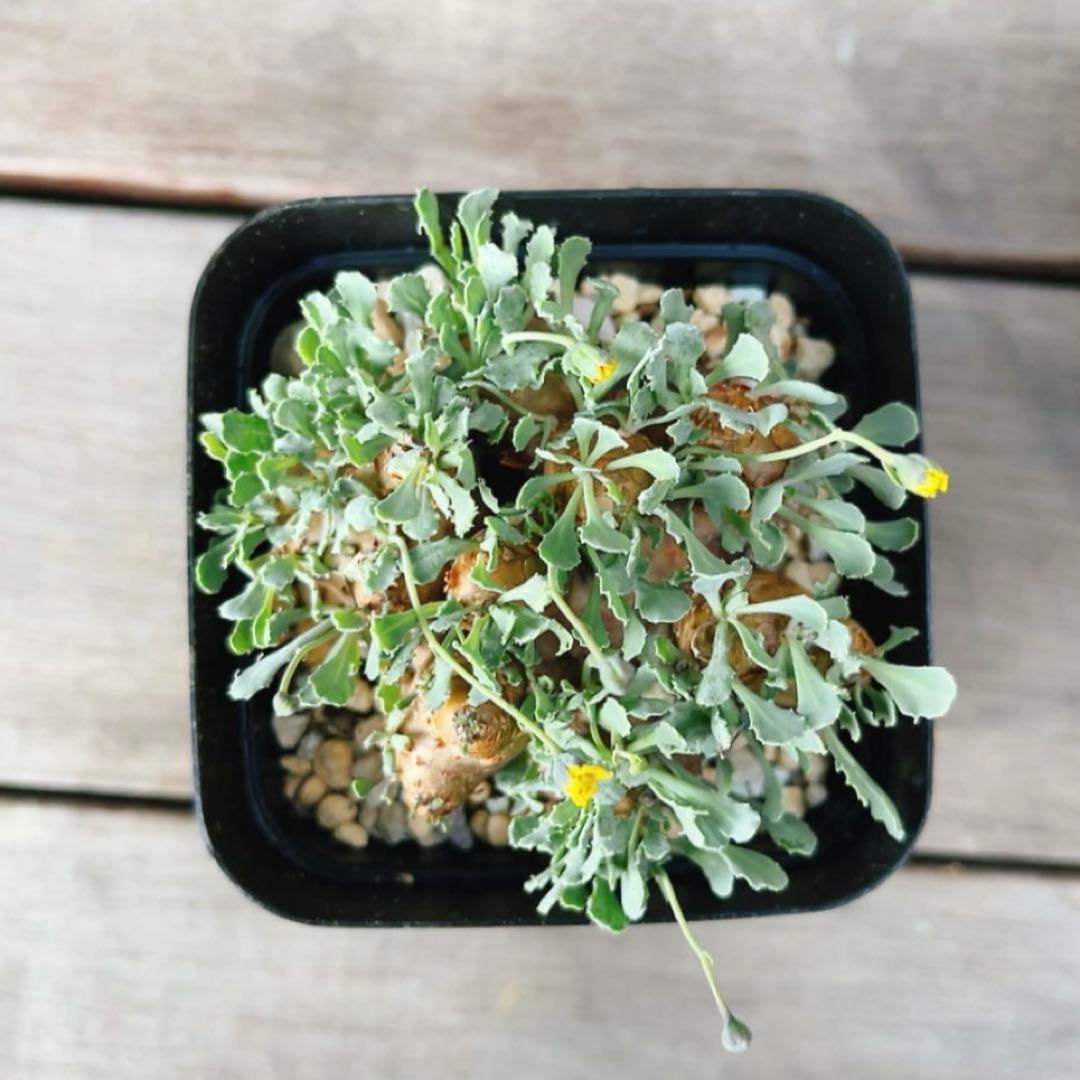 《期間限定販売❗️》『オトンナ カカリオイデス　現地球』極美特大株　発根済