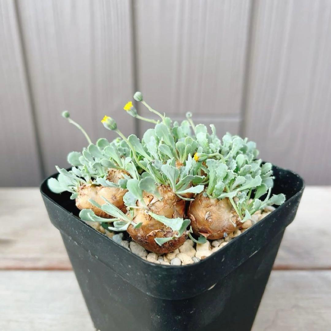 《期間限定販売❗️》『オトンナ カカリオイデス　現地球』極美特大株　発根済