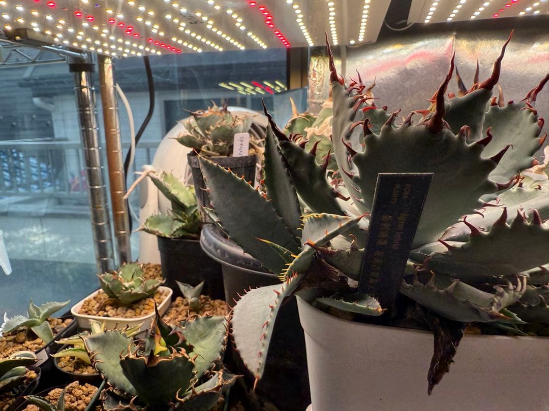 【Hybrid】曲刺特選 屈原乃舞扇×甲蟹 ハイブリッドアガベ