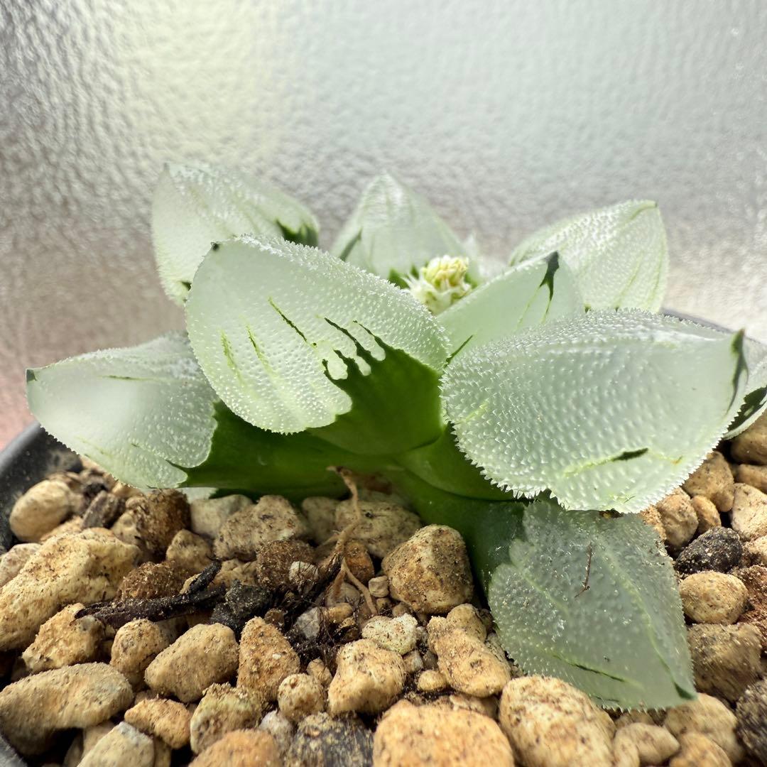 多肉植物 ハオルチア 氷鳳鸞 親株 9.5cm鉢 最高の氷凍透明感