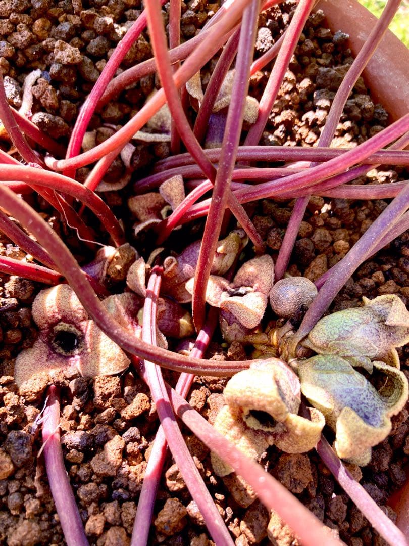 【天然野生のカンアオイ】ボリューム満点！超絶BIGなカンアオイ＊寒葵＊山野草