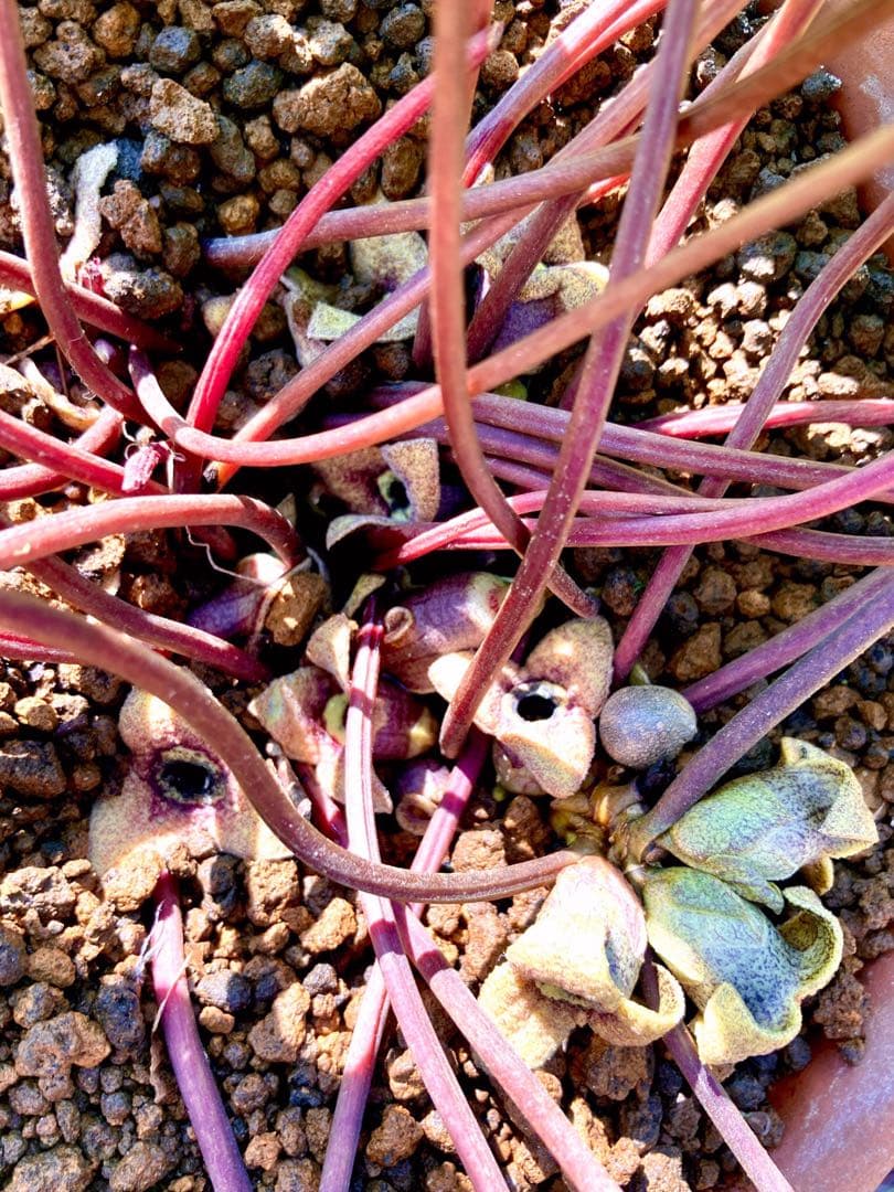 【天然野生のカンアオイ】ボリューム満点！超絶BIGなカンアオイ＊寒葵＊山野草