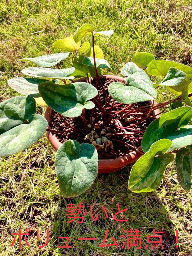 【天然野生のカンアオイ】ボリューム満点！超絶BIGなカンアオイ＊寒葵＊山野草