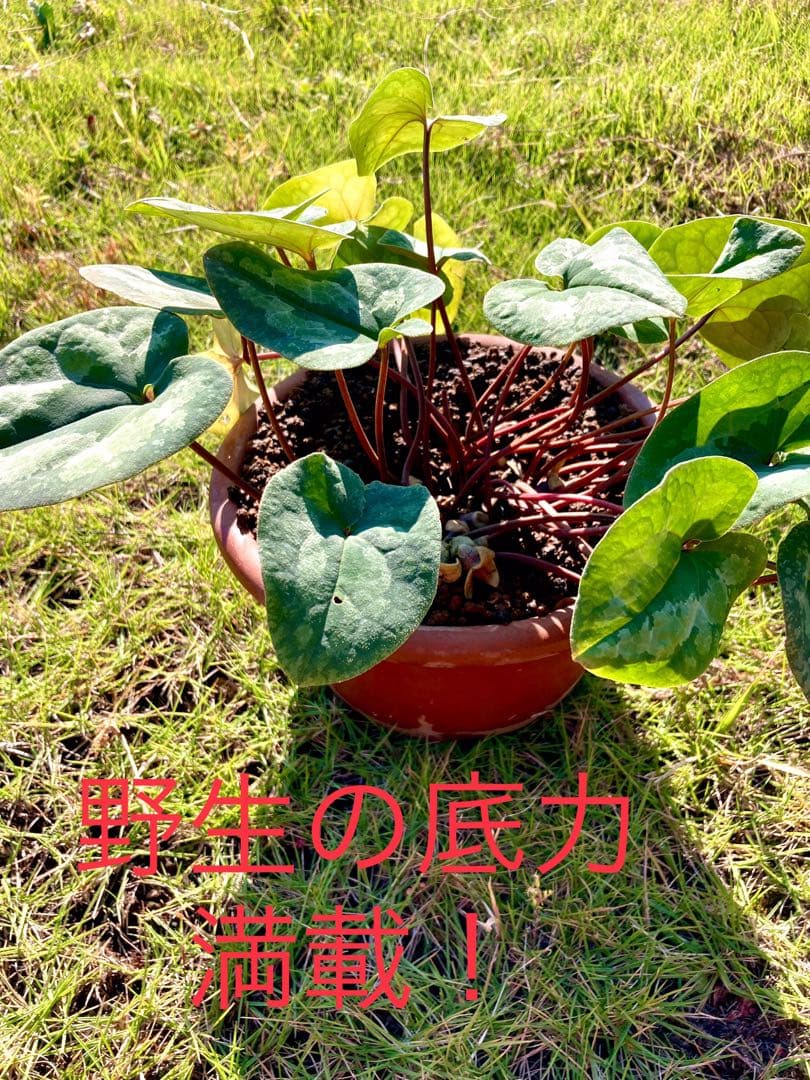 【天然野生のカンアオイ】ボリューム満点！超絶BIGなカンアオイ＊寒葵＊山野草