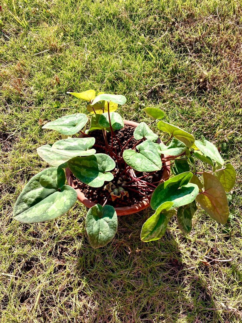 【天然野生のカンアオイ】ボリューム満点！超絶BIGなカンアオイ＊寒葵＊山野草