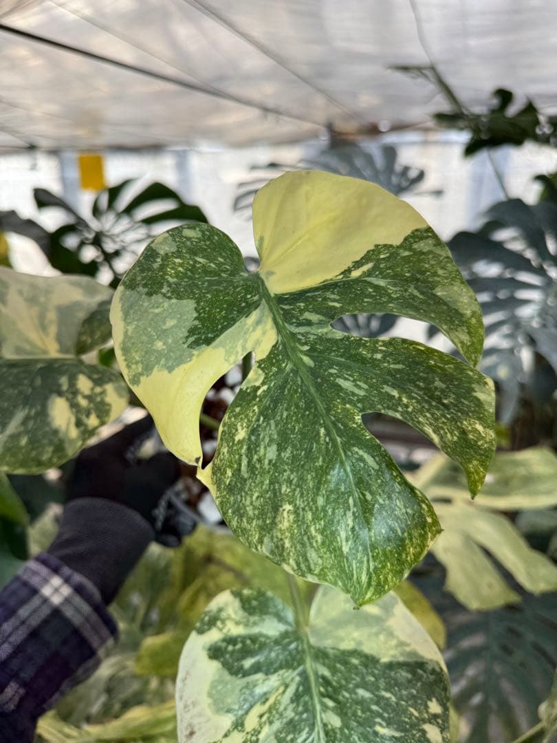 3モンステラ　レガシー　健康カット苗