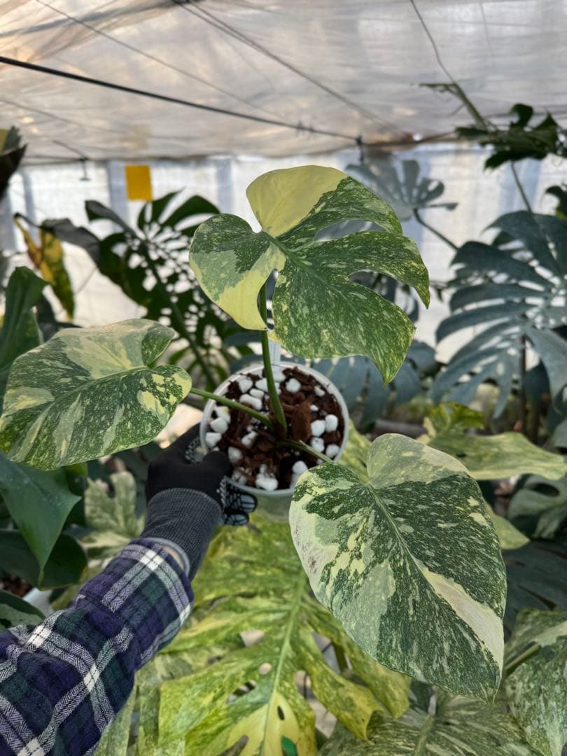 3モンステラ　レガシー　健康カット苗