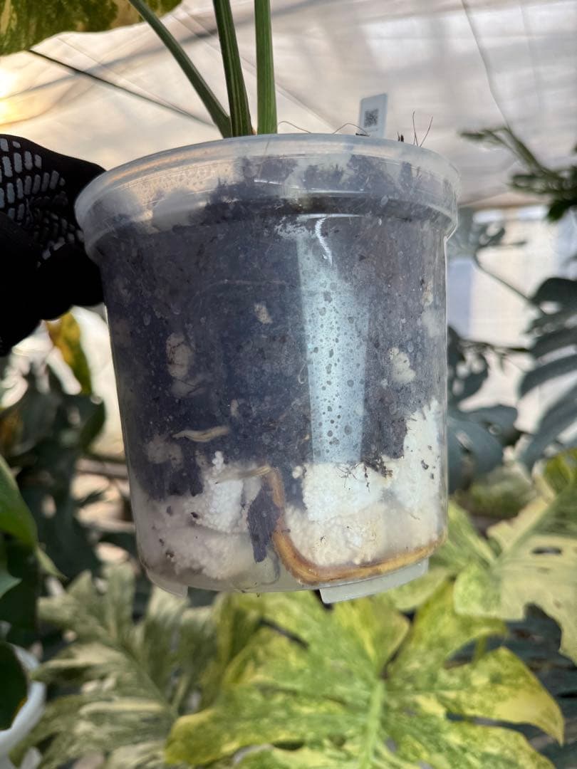 3モンステラ　レガシー　健康カット苗