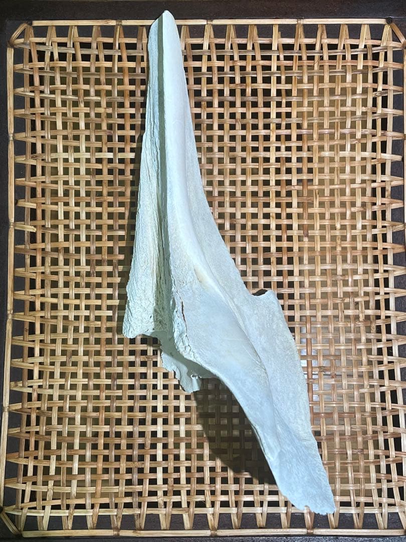 イルカ　骨　05