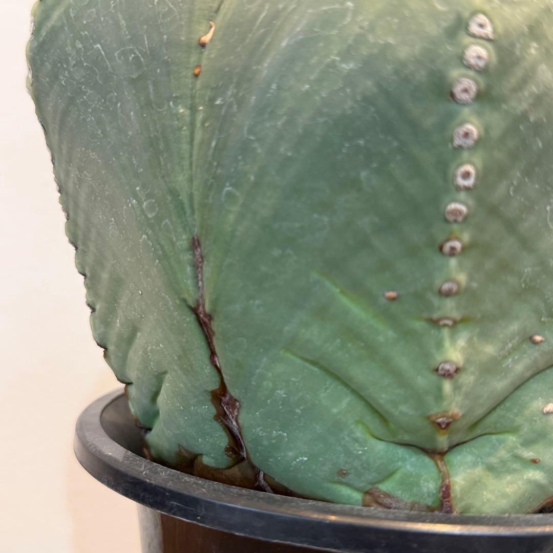 【大型】【美株】アストロフィツム 碧瑠璃鸞鳳玉 国内実生 塊根植物 サボテン