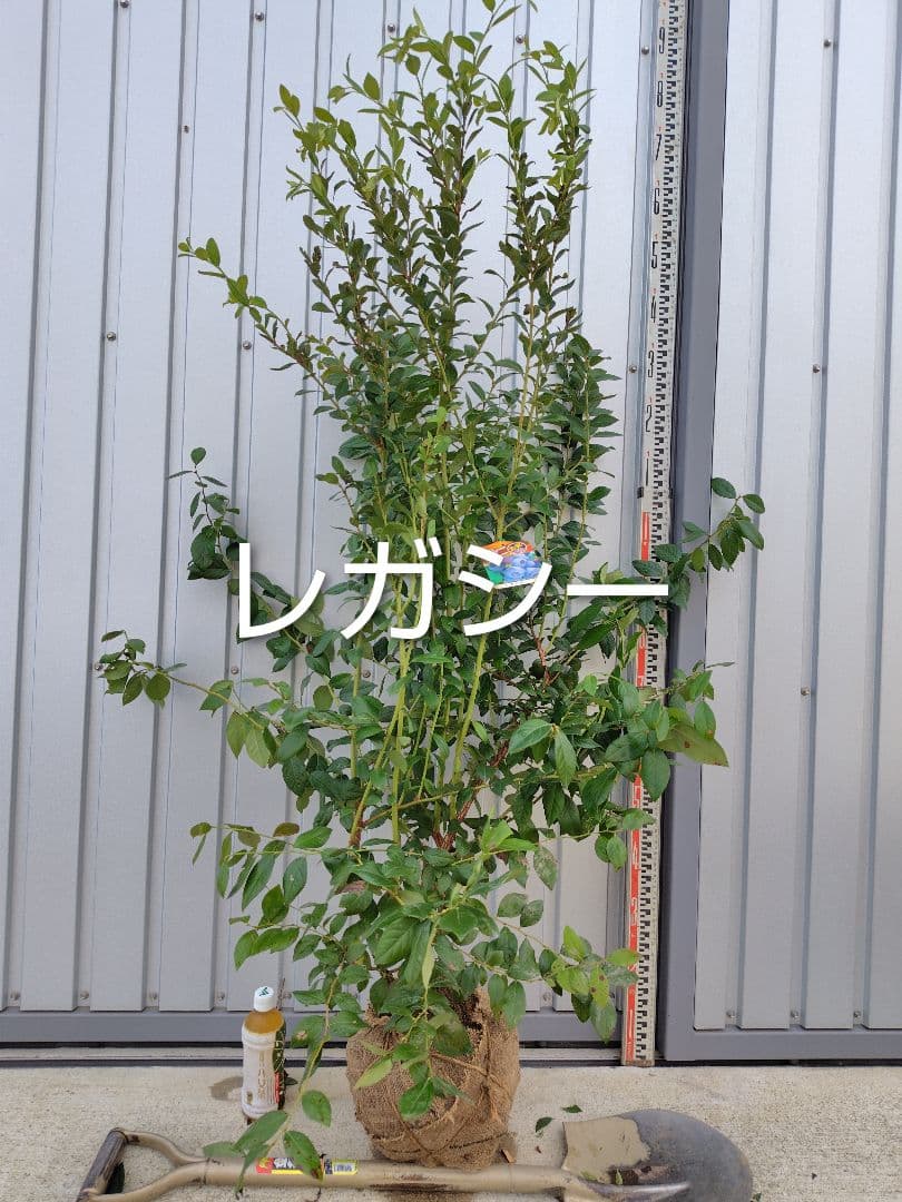 ブルーベリー苗オニール＆レガシー大苗2本セット