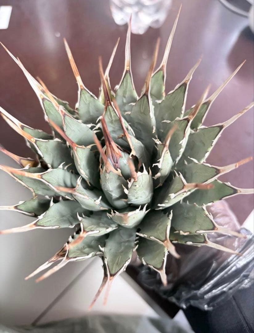 耐寒性アガベ エボリスピナ陽炎◇ユタエンシス多肉サボテン　チタノタ　ホリダ南国