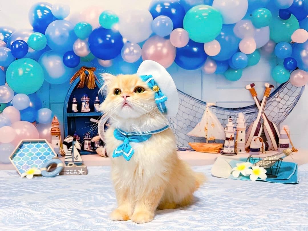 背景布×5+1　ペット撮影用フォトブース　トリミングチョーカー販売中　薔薇　梅雨