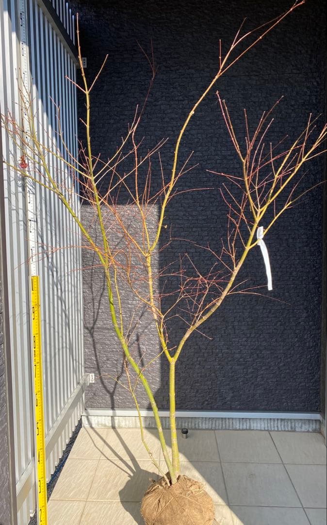 イロハモミジ　２本立ち