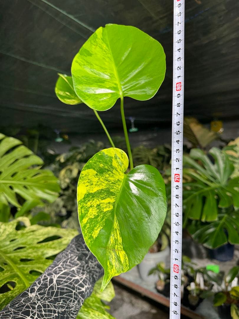 Mr2モンステラ　イエローマリリン　黄斑入り