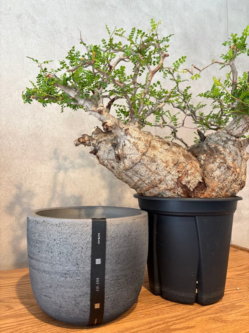 【希少樹形】パキプス／左右均等丸型・発根済み　みやび鉢