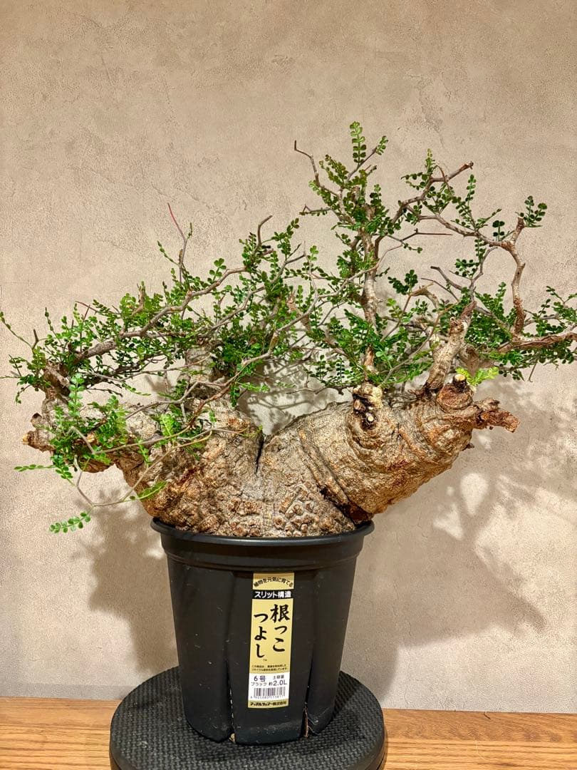 【希少樹形】パキプス／左右均等丸型・発根済み　みやび鉢