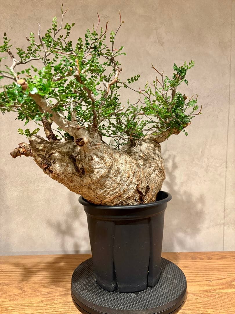 【希少樹形】パキプス／左右均等丸型・発根済み　みやび鉢