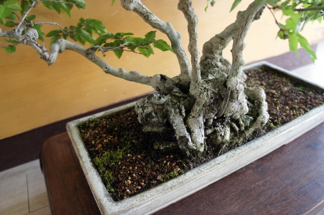 盆栽 『ブナ』 紅葉 インテリア 観葉植物 ガーデニング 送料無料 b120