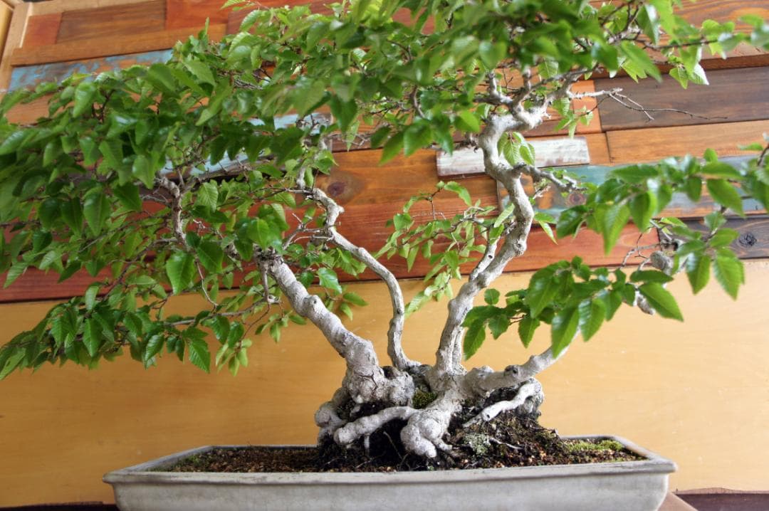 盆栽 『ブナ』 紅葉 インテリア 観葉植物 ガーデニング 送料無料 b120