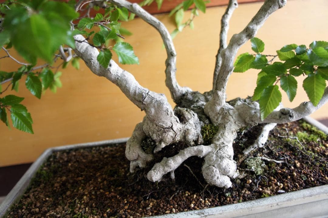 盆栽 『ブナ』 紅葉 インテリア 観葉植物 ガーデニング 送料無料 b120