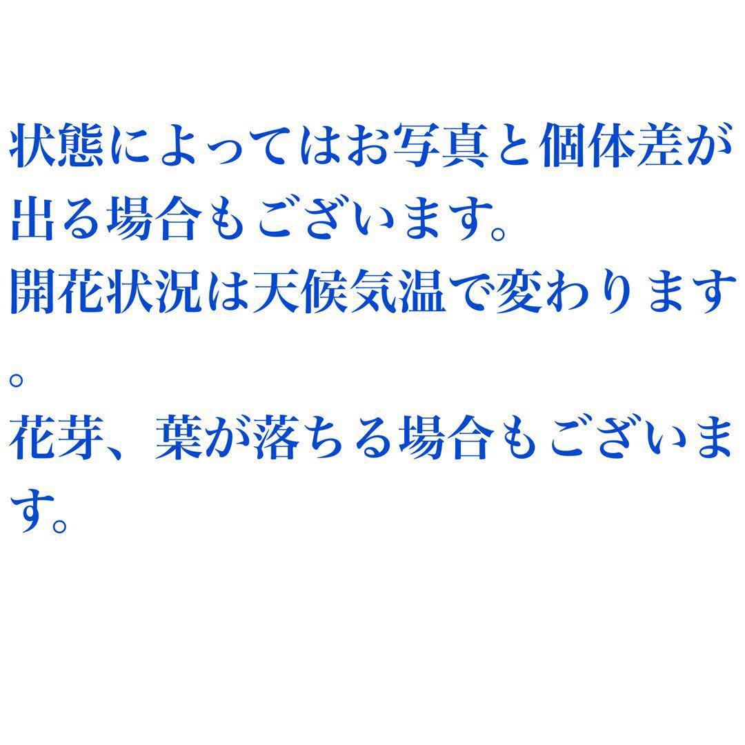 ③ 特選品‼︎ しっかりとした塊根直径9センチ亀甲竜