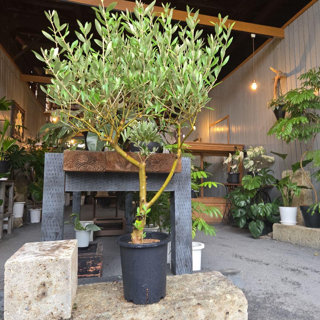 ⑯　オリーブの木souju　8号　「ミッション」特大苗木最高等級極上品‼️　極太