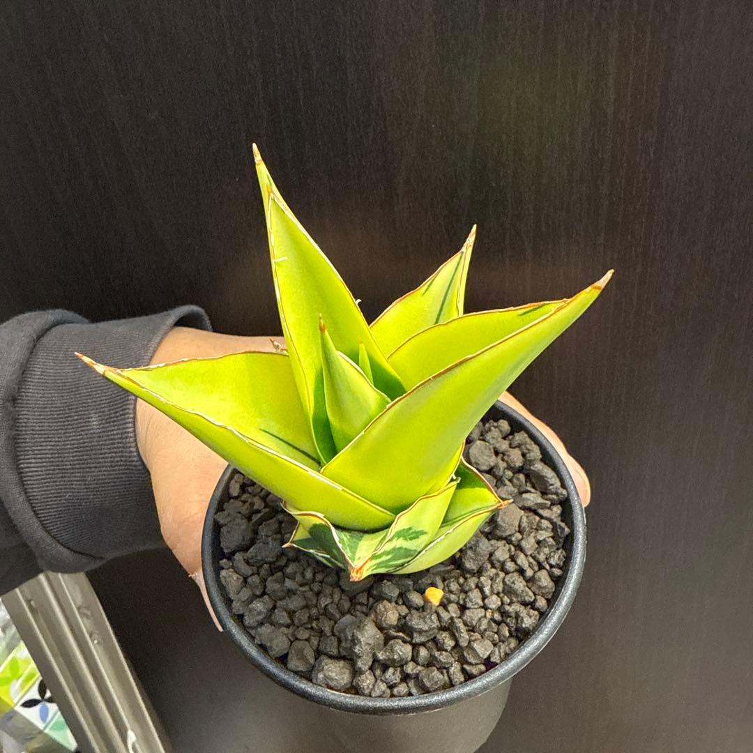 a*n様 (希少) サンスベリア　タワーバリエガータ　斑入り