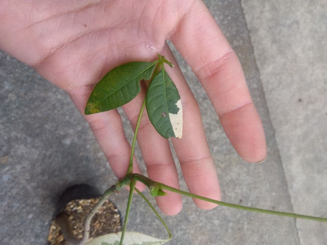 ちぃ　パキラ斑入り実生4号ポットつき