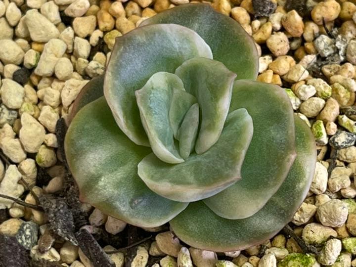 ❤️専用出品❤️ラブリーローズ錦❤️抜き苗②