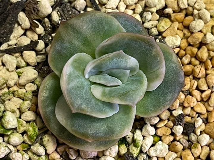 ❤️専用出品❤️ラブリーローズ錦❤️抜き苗②