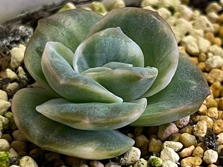 ❤️専用出品❤️ラブリーローズ錦❤️抜き苗②