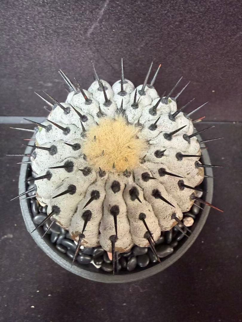 限定発売 コピアポア　黒王丸　Copiapoa cinerea手作り樹脂粘土ク