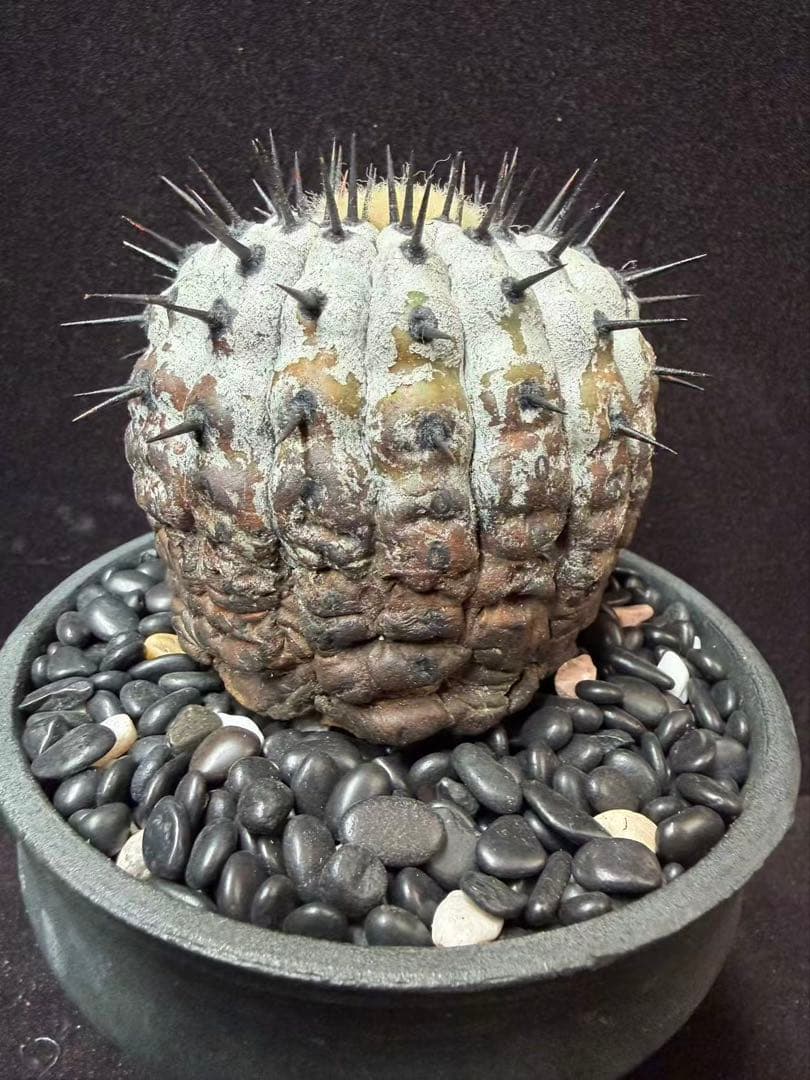 限定発売 コピアポア　黒王丸　Copiapoa cinerea手作り樹脂粘土ク
