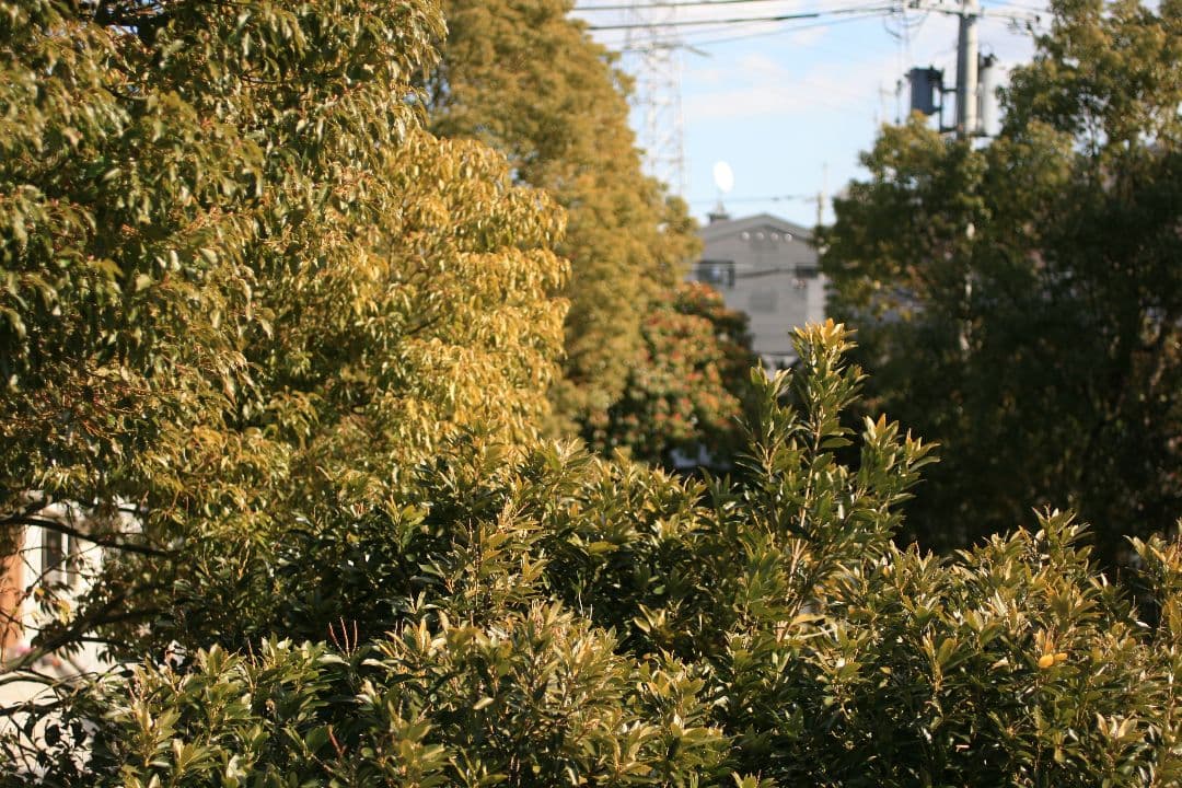 【光学超美品・試写有】Canon Compact-macro 50mm F2.5