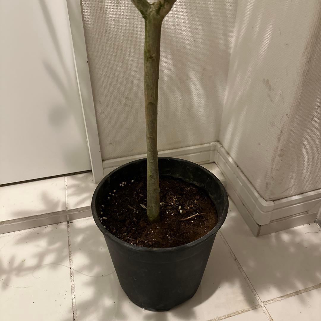 【オリーブ】特大 7号 高さ120cm 鉢ごと発送 送料込み