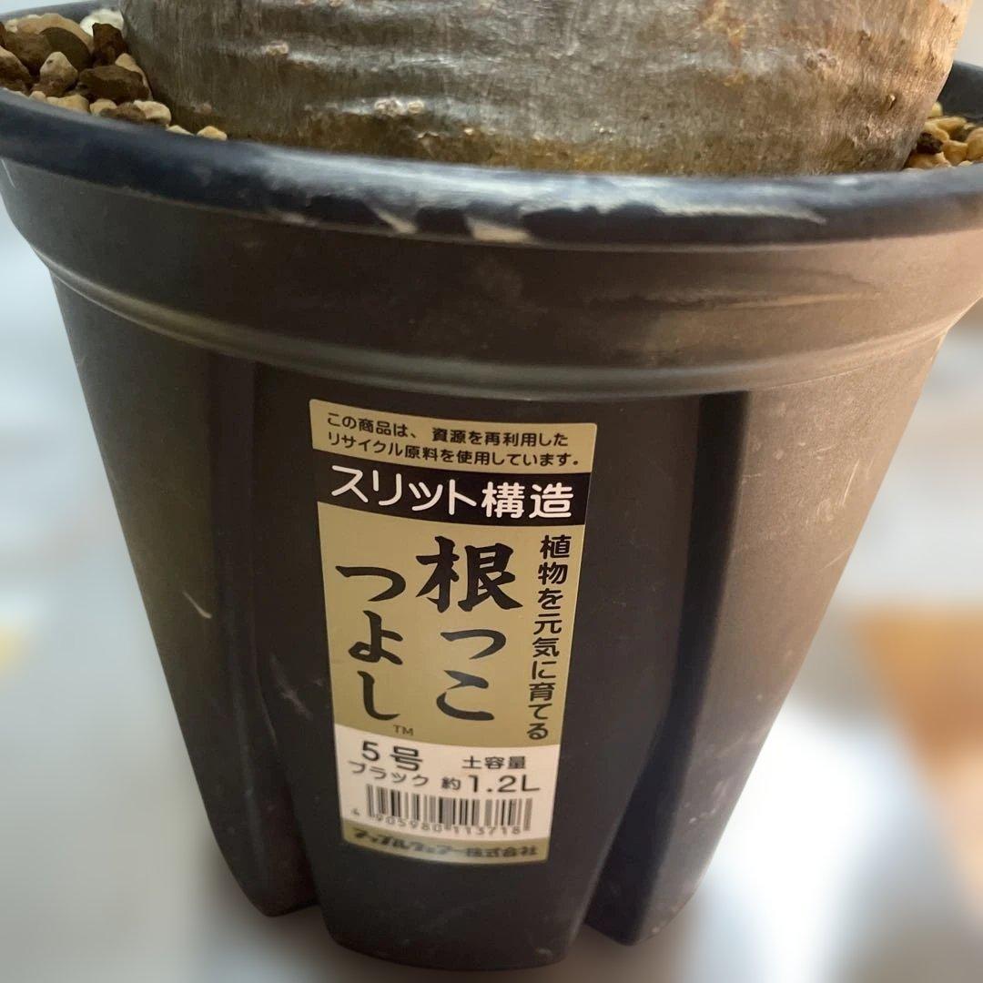 大株　パキポディウムグラキリス　現地球　発根済　鉢のまま発送　まとめ買いでおまけ