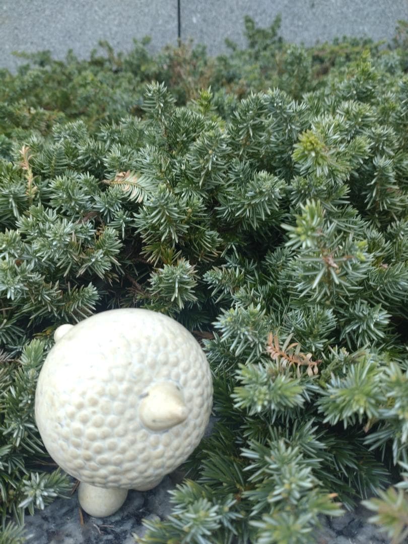 ふく　リサ・ラーソン　プードル