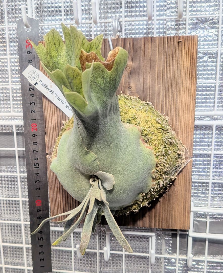 ビカクシダ、ウィリンキー　YMDS totoro