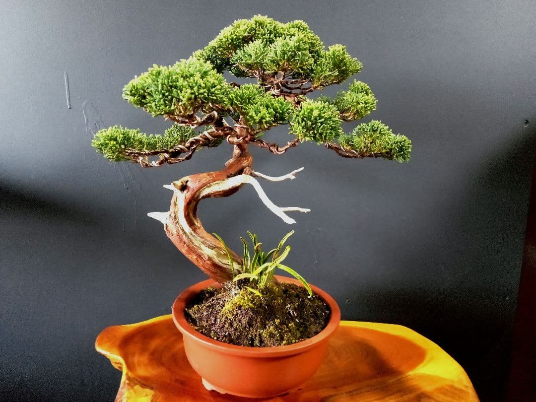 【貴風　真柏盆栽】　　　　　　⭕気品ある一品です❗