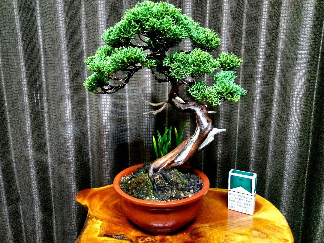 【貴風　真柏盆栽】　　　　　　⭕気品ある一品です❗