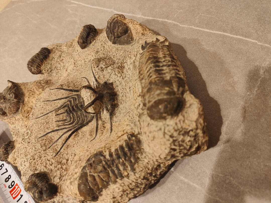 【博物館級・一点物】複数個体が集積した大型 三葉虫の化石 圧倒的存在感