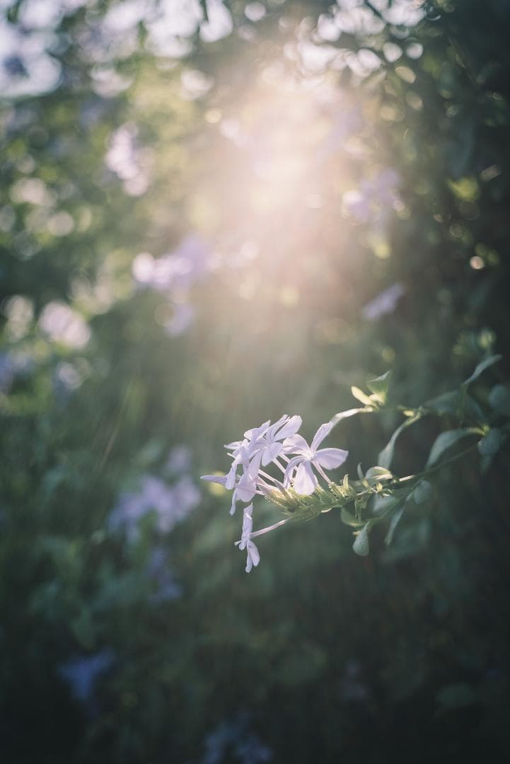 国産！華やかエアリー 小西六 HEXAR 50mm F3.5 オールドレンズ