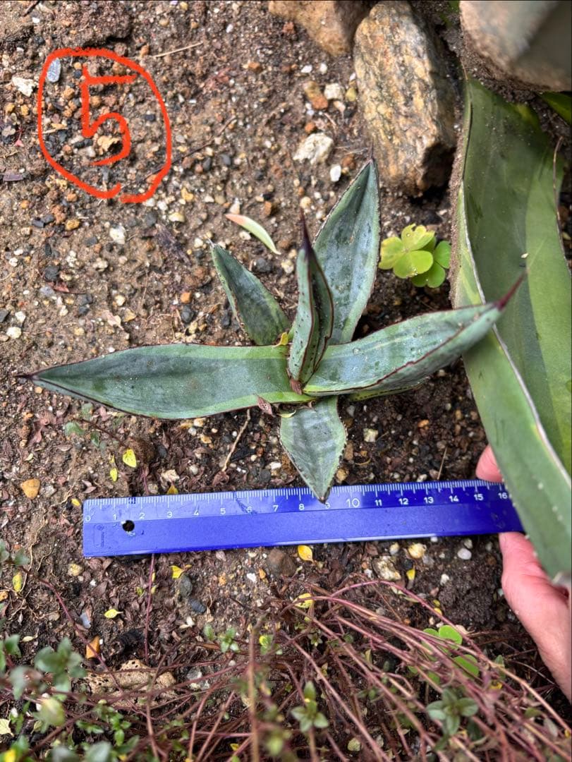 アガベ 4株　TOMO'sです。 他の方は購入しないで下さい