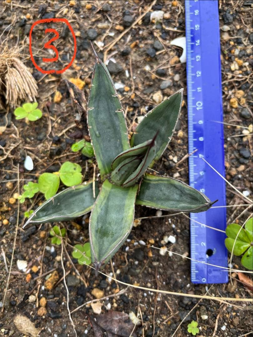 アガベ 4株　TOMO'sです。 他の方は購入しないで下さい