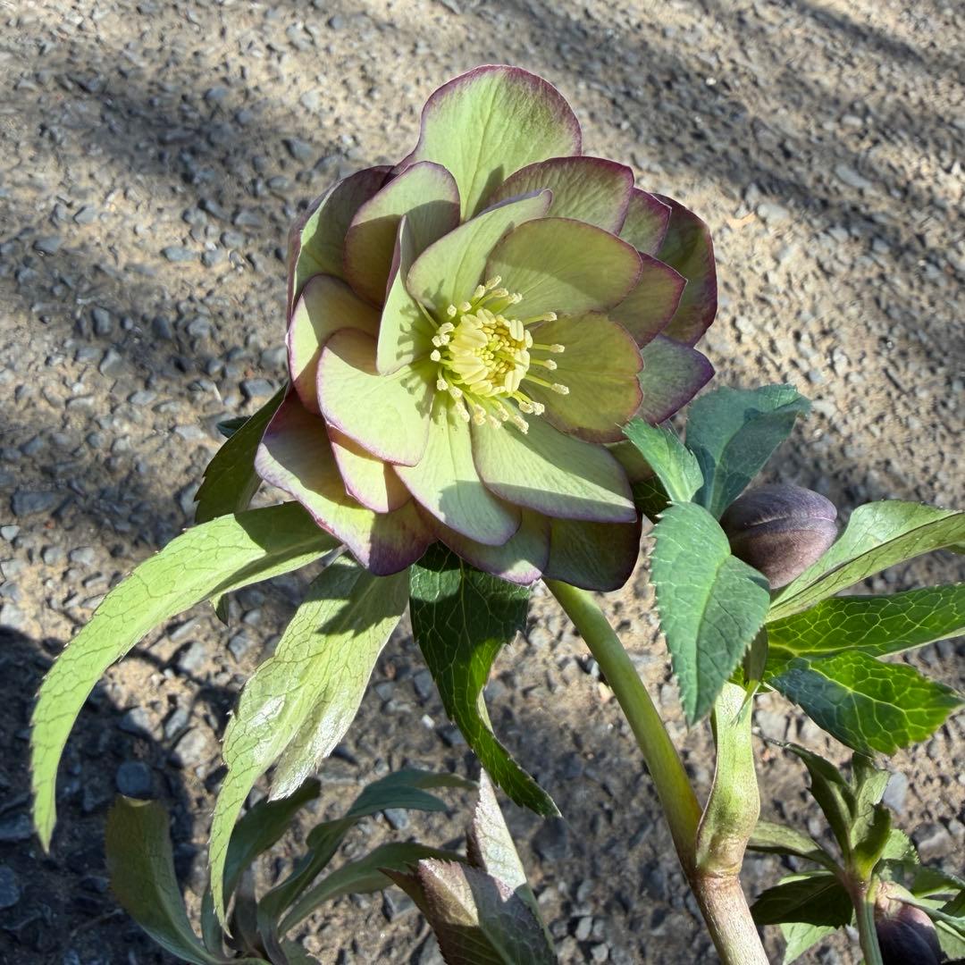 014 クリスマスローズ　開花株 ddグリーンバイカラー