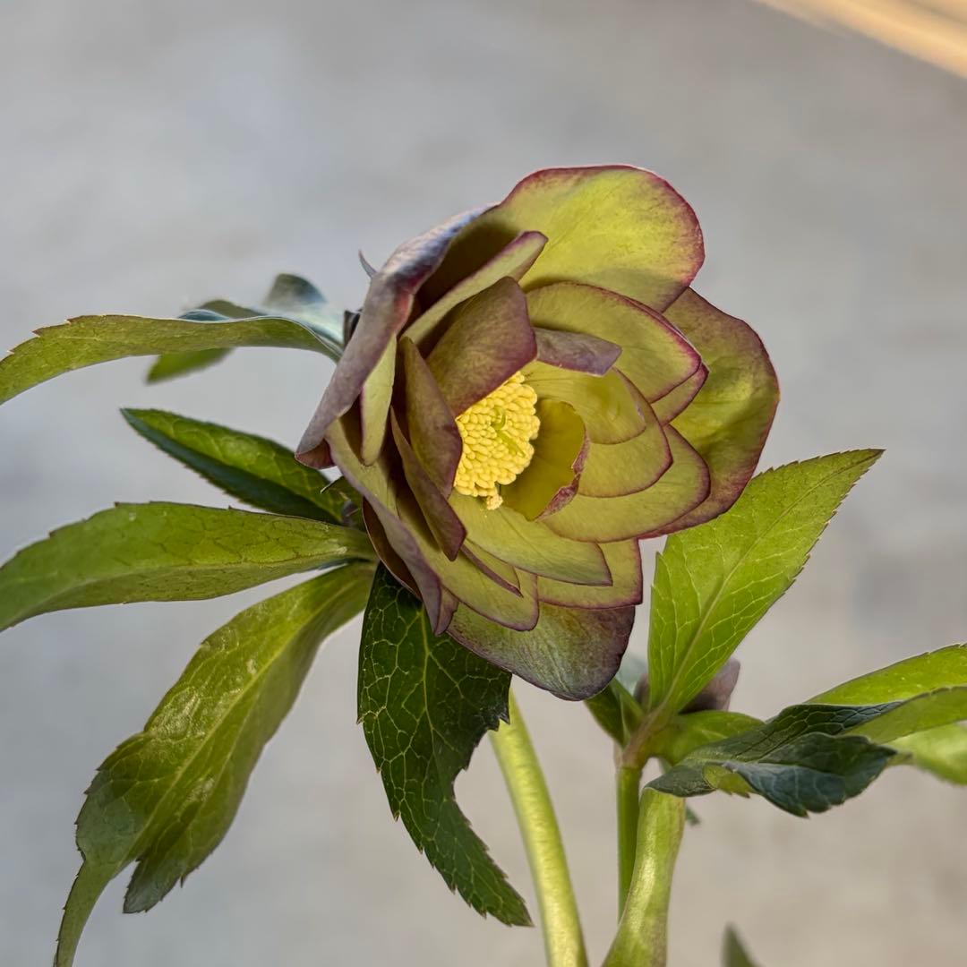 014 クリスマスローズ　開花株 ddグリーンバイカラー