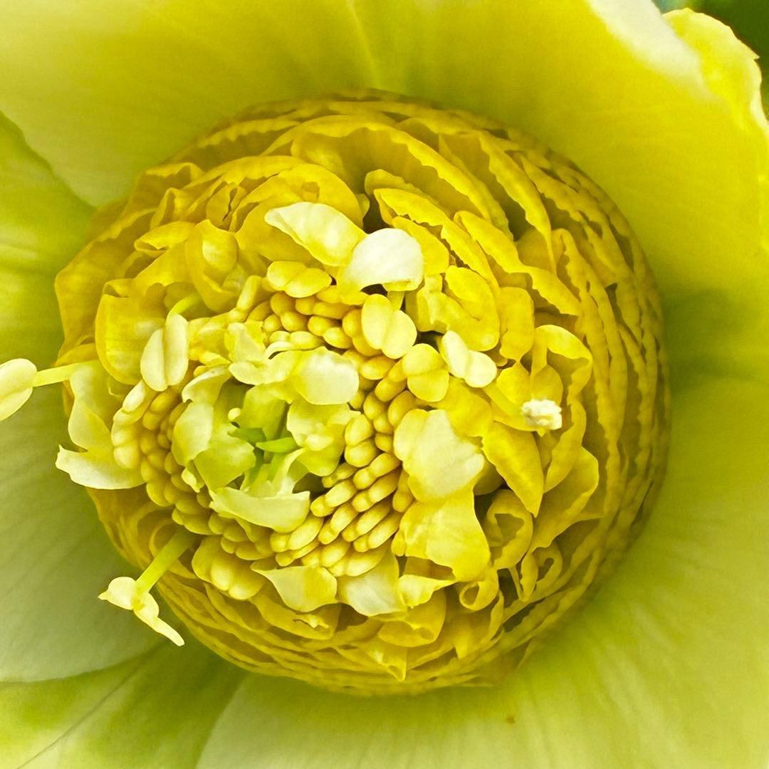 の*ん様 547☘️蕾花タグ付☘️超レア☘️極上☘️メビウス♾️[千重咲き]⭐️