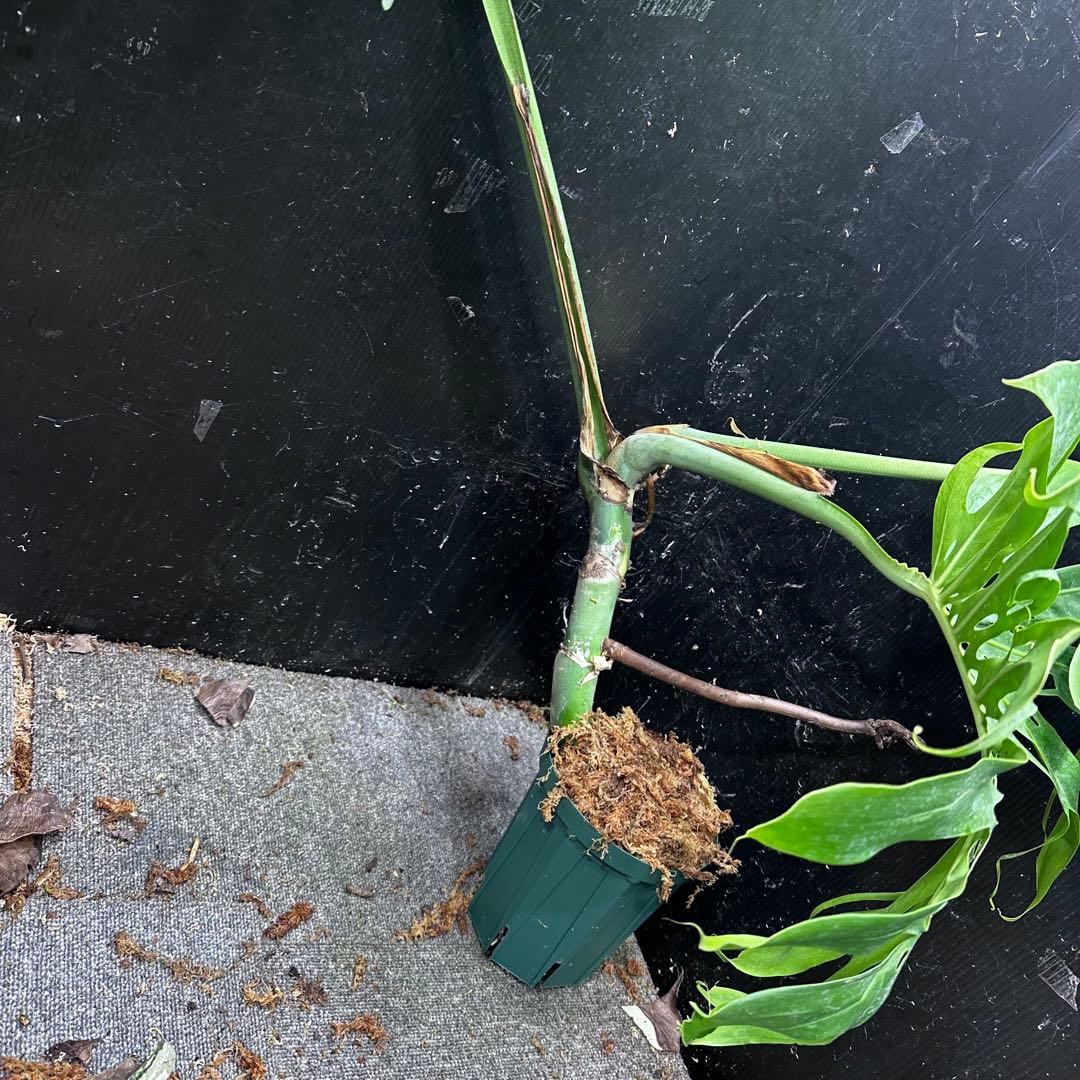 モンステラデリシオーサマクロコズム大型葉希少系統鉢植え高さ70㎝超大株レア特大